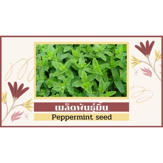 สินค้า เมล็ดพันธุ์ เปปเปอร์มินต์ เปเปอร์มิ้นท์ มิ้นท์ PEPPERMINT 100 เมล็ด