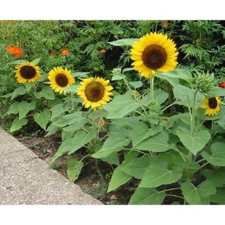 อินทรีย์ ต้น ดอก/เมล็ดพันธุ์ ทานตะวันเตี้ย ซันสปอท (Sunspot Dwarf Sunflower Seed) บรรจุ 10 เมล็ด 6BDH