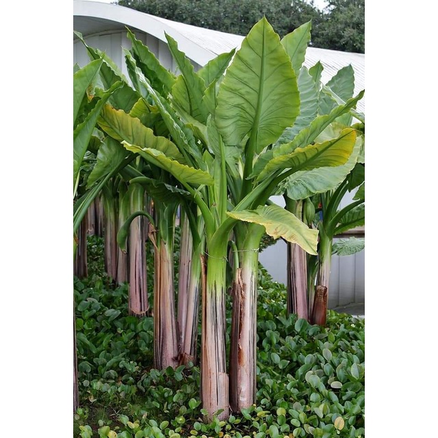 1ต้น-ขาย-ต้นพันธุ์-ต้น-กล้วยน้ำบราซิล-typhonodorum-lindleyanum-กล้วยบราซิล-หรือ-กล้วยน้ำมาดากัสการ์-แปลก-วชรกมล