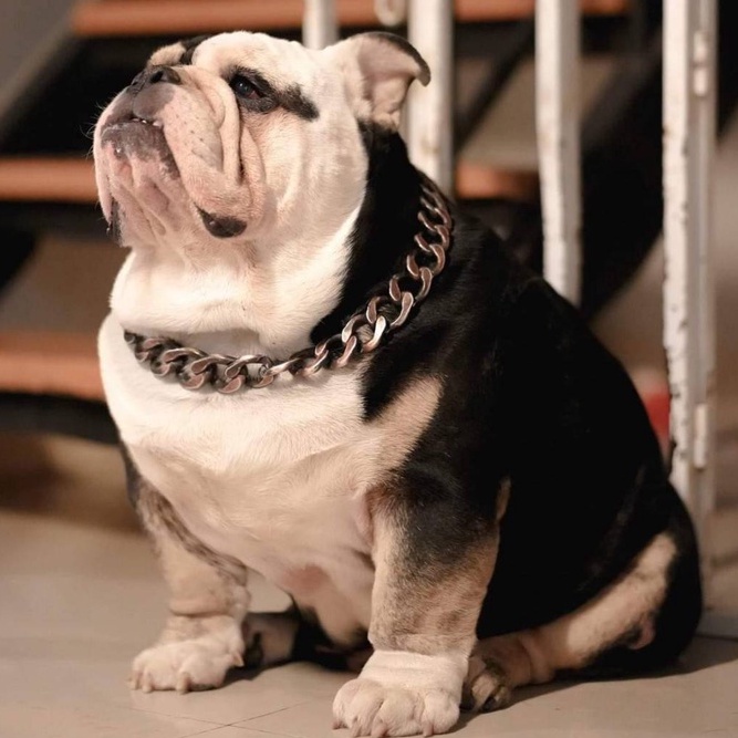 ภาพหน้าปกสินค้าโซ่สุนัขเส้นใหญ่ สร้อยคอสุนัข รุ่นBBANG-vintage จากร้าน d.bestfriend บน Shopee