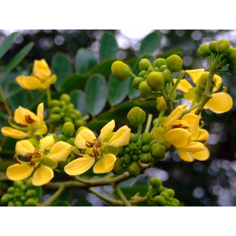 100-เมล็ด-เมล็ดพันธุ์-ขี้เหล็ก-siamese-senna-ขี้เหล็กแก่น-ขี้เหล็กบ้าน-ขี้เหล็กหลวง-ขี้เหล็กใหญ่-ขี้เหล็กเผือก-ผักจี้ลี้