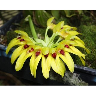 กล้วยไม้สิงโตใบใหญ่ ดอกใหญ่ กราวิโอเลน Bulbophyllum graveolens 1 ต้น size L