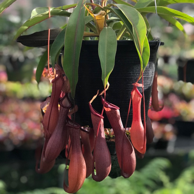 ต้นหม้อข้าวหม้อแกงลิง-nepenthes-ventrata-กระถาง4-8นิ้ว