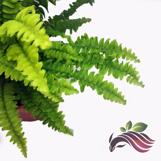 [indoor plant] Boston fern by LS groupseeds/玫瑰/园艺/裙子/帽子/男装/手链/木瓜/鲜花/芹菜/ JOYV