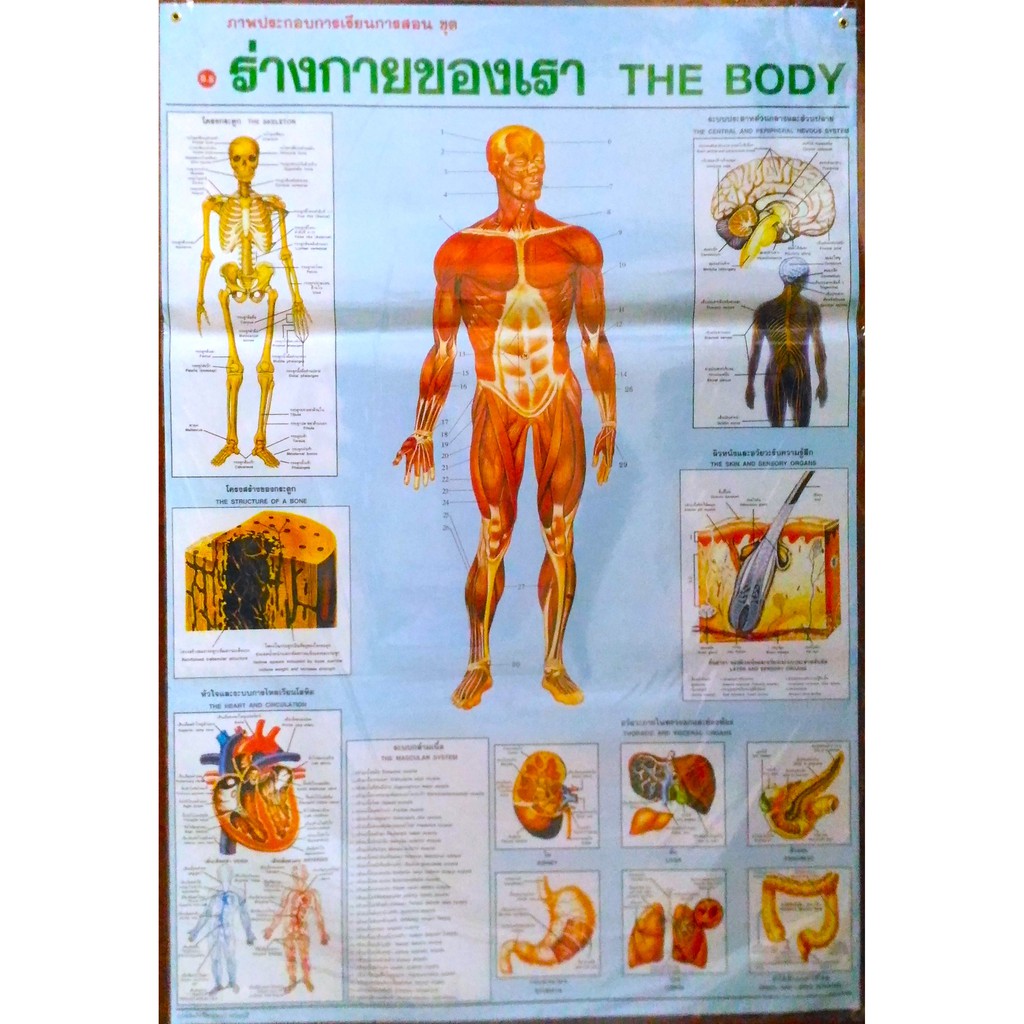 โปสเตอร์ ร่างกายของเรา The Body | Shopee Thailand
