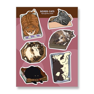 ภาพขนาดย่อของภาพหน้าปกสินค้าสติ๊กเกอร์แผ่น สติกเกอร์ ไดคัท กันน้ำ ลายแมว Boxed Cat Meme Sticker Sheet แบรนด์ Chonky Goods by Ping Hatta. Studio จากร้าน pinghattastudio บน Shopee