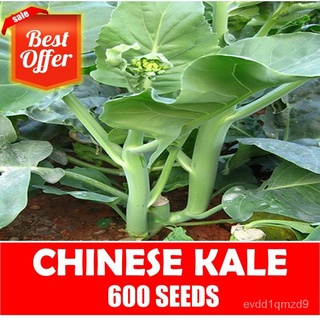 เมล็ดพันธุ์ผักจีน50เมล็ด-Vegetable Seedsed Seeds W58U