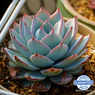 【Ready stock】สำนักงานป้องกันรังสีพืชอวบน้ำระเบียงกระถางต้นไม้สีเขียว Succulent  0BFA