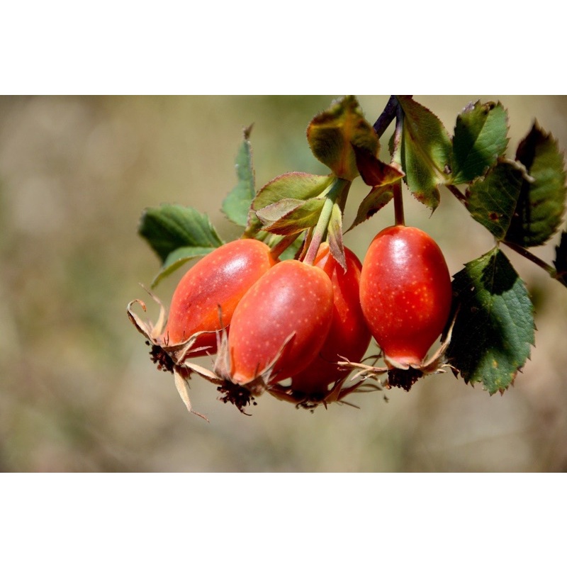 โรสฮิป-กุหลาบป่า-rosehip-เมล็ดพันธ์ุ-ไม้ดอก-ไม้ประดับ