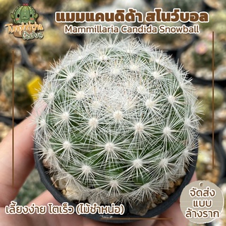 แคคตัส แมมแคนดิด้า สโนว์บอล Mammillaria Candida Snowball ไม้ชำหน่อ (ส่งแบบล้างราก)