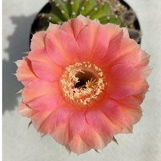 🍓ใหม่! 🌵Cake Cactus Farm กระบองเพชร Echinopsis spp. อิชินอปซิส ดอกสีชมพูโอลโรส สีสวยละมุนมาก