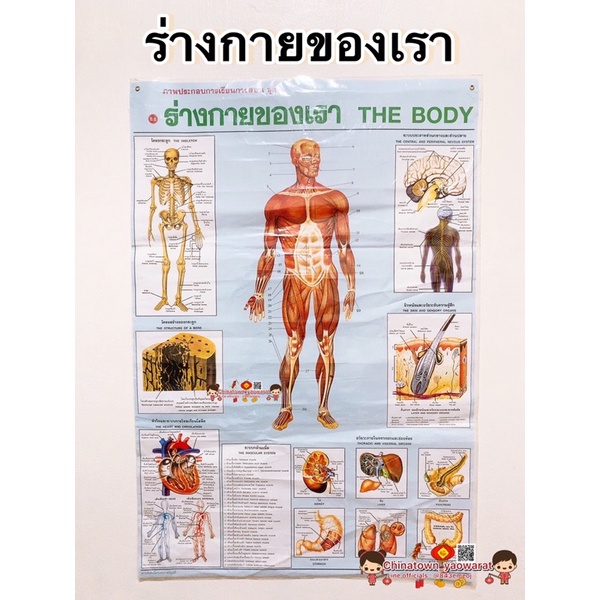 ภาพประกอบการศึกษา ภาพโปสเตอร์ ร่างกายของเรา 🔮 เรียนรู้ร่างกายของเรา ...