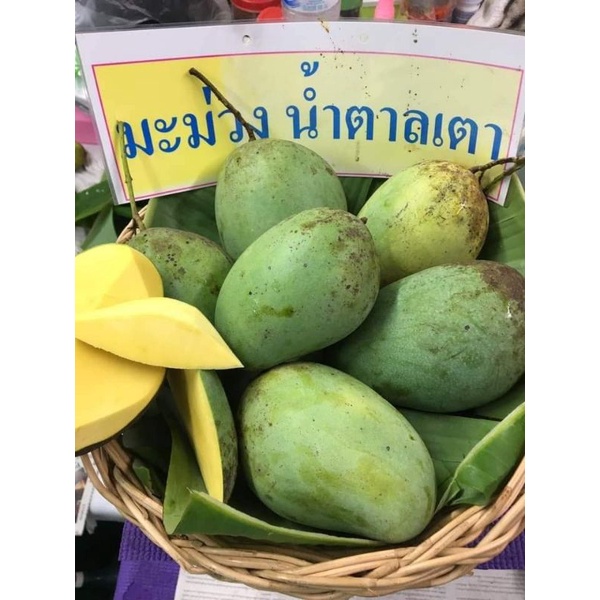 ต้นมะม่วง-พันธุ์น้ำตาลเตา