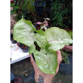 Syngonium podophyllum ออมเงินออมทอง