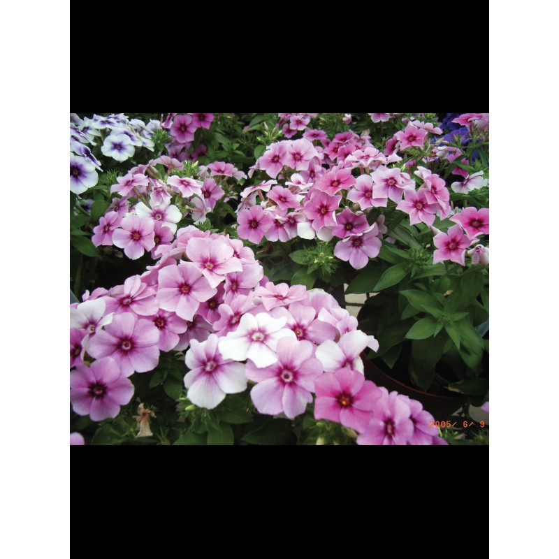 aga-shop-เมล็ดพันธุ์-ฟล็อกซ์-phlox-ทเวนตี้-เฟิร์ส-เซ็นจูรี่-สีมิกซ์-100-เมล็ด