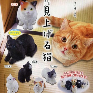 กาชาปองแมวมอง ลิขสิทธิ์แท้จากญี่ปุ่น