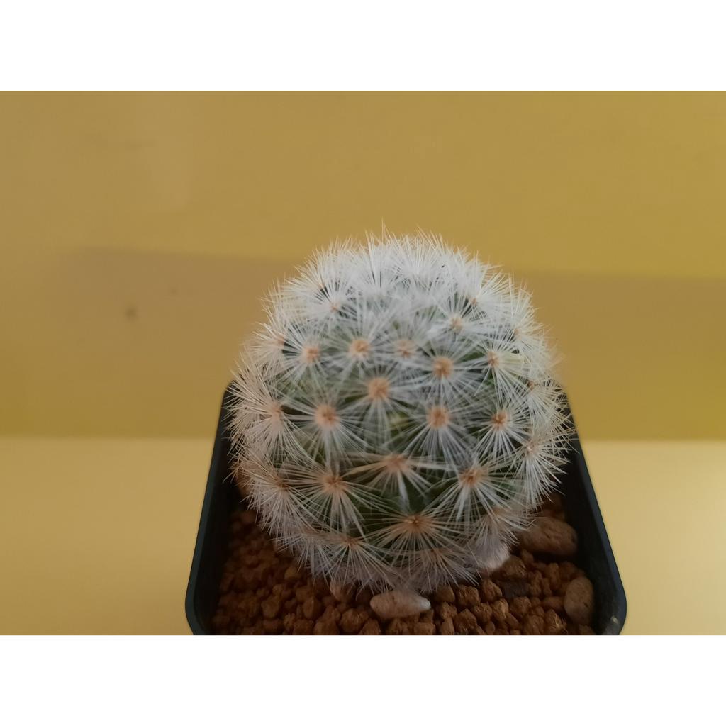 แมมมิลาเรีย-คามิเน่ขาว-mammillaria-carmenae-แคคตัส-ไม้สะสม-ไม้เมล็ด-สวยๆ