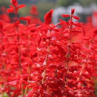 (ผู้ค้าส่งเมล็ดพันธุ์) เมล็ดซัลเวียแดง  ของเเท้ ดอกสวยเต็มเมล็ด!!ปลูกง่าย โตไว☘️เมล็ดพันธุ์ผักสลัดต้นไม้ฟอกอากาศเมล็ดพัน