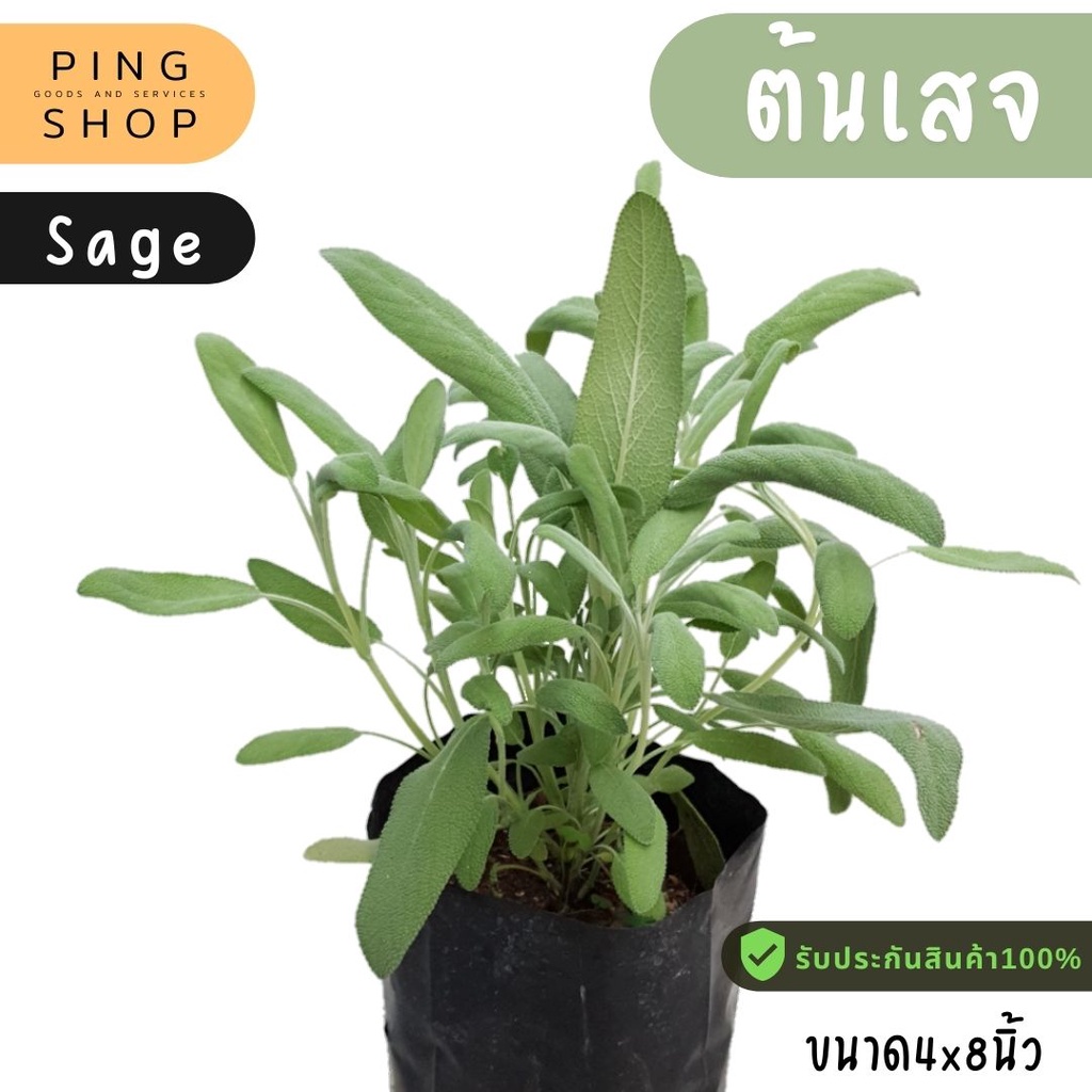 ต้นเสจ Sage #สมุนไพร#เครื่องเทศ | Shopee Thailand