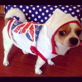 dogacat-เสื้อสุนัข-เสื้อหมา-เสื้อแมว-เสื้อยืดลาย-london-สีขาว