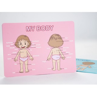 แผ่นคำศัพท์ ใบคำศัพท์ My Body ขนาด 36x21 Cm. มี2สี