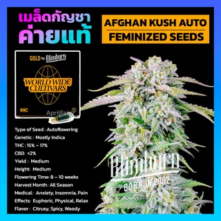 AFGHAN AUTO FEMINIZED ออโต้ เพศเมีย ค่าย Blimburnseeds เมล็ดพันธุ์กัญชา นอก เมล็ดค่าย แบ่งขาย รับประกัน ตรงปก 💯%