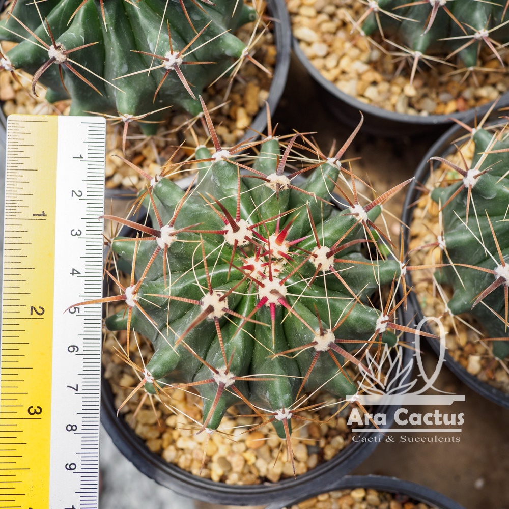 สวนขายเอง-เฟโรเล็บเหยี่ยวใหญ่-ferocactus-latispinus-ไซส์กระถาง-4-นิ้ว-แคคตัส-กระบองเพชร-ต้นไม้ประดับ-อวบน้ำ-แคนตัส