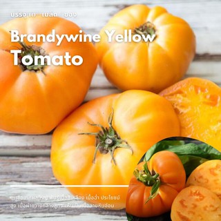 เมล็ด Brandywine Yellow Tomato