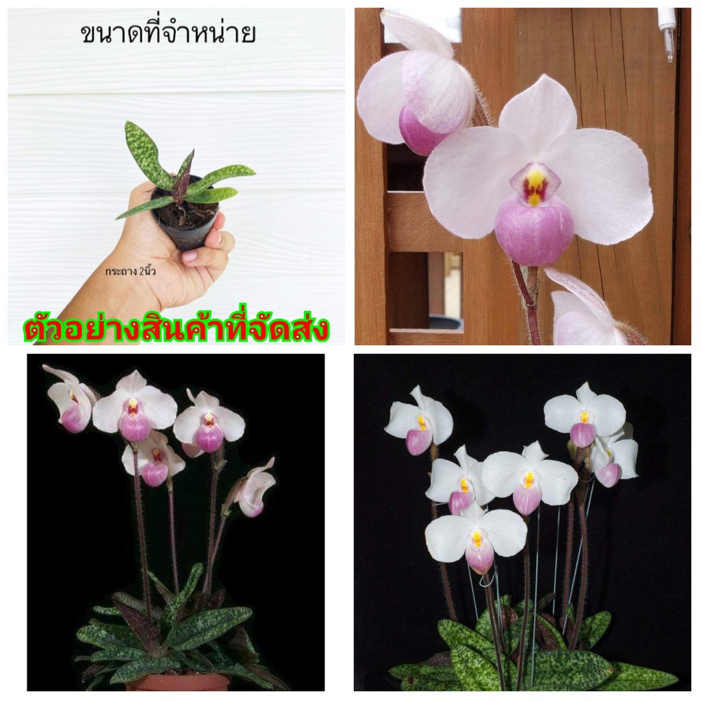 ขาย-ต้นพันธุ์-ดอก-ต้น-รองเท้านารี-เดเลนนาตีไอ-paphiopedilum-delenatii-กล้วยไม้-เอื้อง-ศรุต