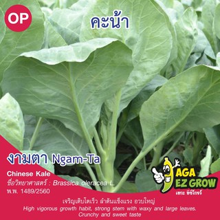 เมล็ดพันธุ์  คะน้างามตา บรรจุ 10 กรัม [โปรโมชั่น ซื้อ10ซอง แถมฟรี 1ซอง]