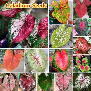 อินทรีย์ ต้น ดอก/ต้นบอนสี "ราชินีใบไม้" 15สี บอนสี 100เมล็ด Color Mixing Caladium Seeds Flower Seeds ต้นไม้ปร V9W1