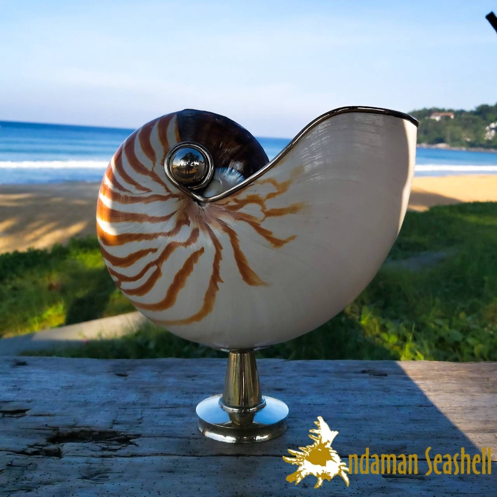 andaman-seashell-หอยงวงช้างธรรมชาติ-ตั้งโชว์-nautilus-pompilius