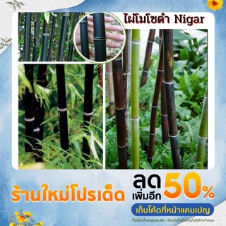 ไผ่โมโซดำ Nigar Phyllostachys nigar blackbamboo ไผ่สวยงาม ไผมงคล