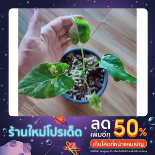 บอนหูช้างด่างขาวalocasia