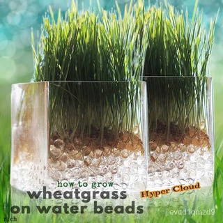 Pet Organic Grass ชุดปลูกต้นอ่อนข้าวสาลี ออร์แกนิค หญ้าแมว ข้าวสาลีแมว  (Seeds + Jelly Bell + Cups +) 15g (2 ถุง)KaleCol