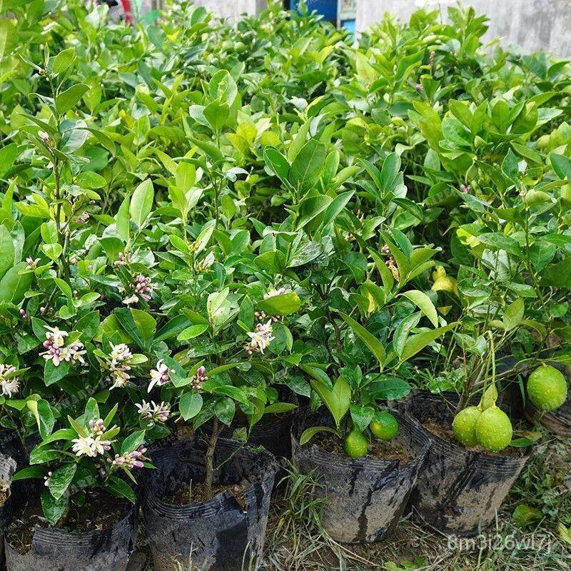 ถูก-ใหม่-สายพันธุ์ปลูกง่าย-ปลูกได้ทั่วไทย-20-pcs-lemon-bonsai-lemon-tree-seed-rare-fruit-tree-for-home-garden-courtya-xu
