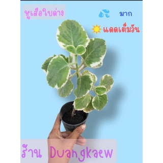 หูเสือใบด่าง ด่างขาว