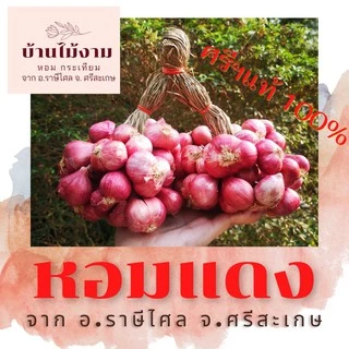 หอมแดง ศรีสะเกษ  บ้านไม้งาม  คัดเกรด ส่งออก ราคาชาวบ้าน photo