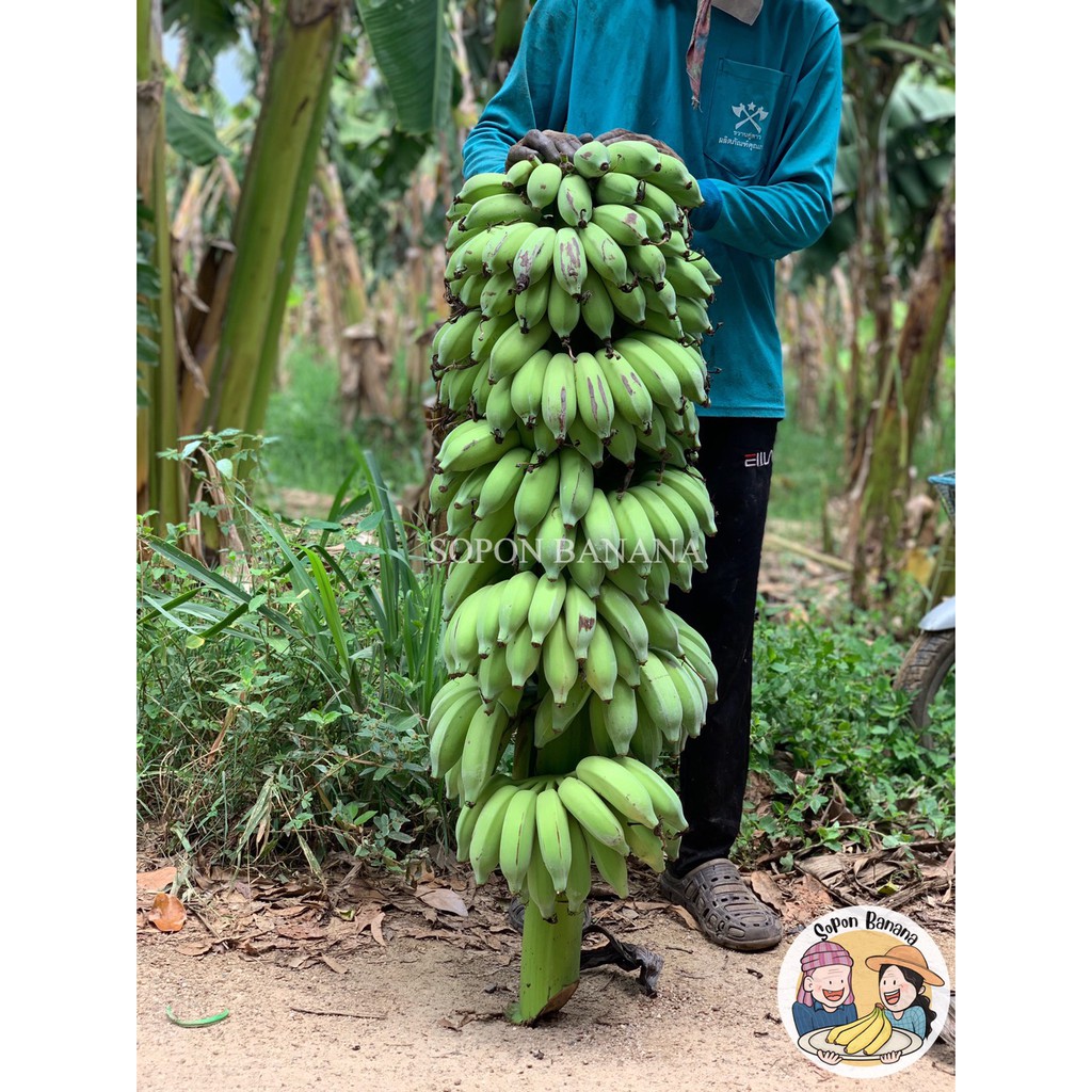 ภาพหน้าปกสินค้าหน่อกล้วยน้ำว้าท่ายาง ต้นกล้วยน้ำว้าท่ายาง สายพันธุ์ท่ายาง ต้นใหญ่ แข็งแรง ดูแลง่าย ให้ผลผลิตที่ดี ทนทุกสภาพอากาศ จากร้าน soponbanana บน Shopee