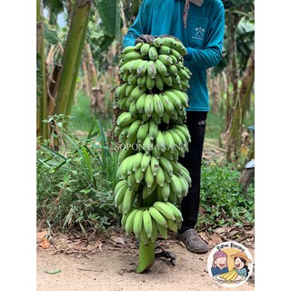 ภาพขนาดย่อของภาพหน้าปกสินค้าหน่อกล้วยน้ำว้าท่ายาง ต้นกล้วยน้ำว้าท่ายาง สายพันธุ์ท่ายาง ต้นใหญ่ แข็งแรง ดูแลง่าย ให้ผลผลิตที่ดี ทนทุกสภาพอากาศ จากร้าน soponbanana บน Shopee