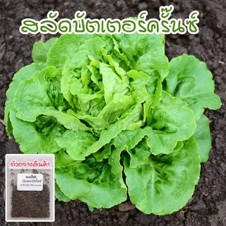 90-300 เมล็ด ผักสลัดบัตเตอร์ครันช์ เมล็ดพันธุ์ Buttercrunch Lettuce นำเข้าจากต่างประเทศ 90-300 เมล็ด [10 แถม 1 คละได้]