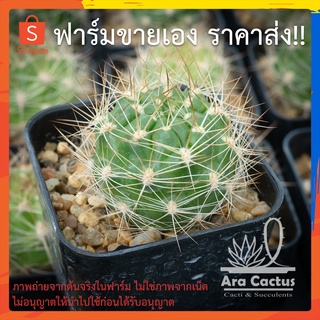 สวนขายเอง! แวงกาเทีย Weingartia neocumingii ไซส์กระถาง 2 นิ้ว แคคตัส กระบองเพชร ต้นไม้ประดับ อวบน้ำ  แคนตัส  ตะบองเพชร