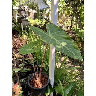 อโลคาเซีย ฟลามิงโก alocasia flamingo ก้านชมพูสวย สุง 60-80 ซม กระถาง 5 นิ้ว จัดส่งตามภาพ ภาพแรกเป็นต้นแม่นะคะ