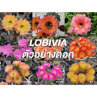 Lobivia โลบีเวีย ดอกหลายสีสวยงามม ไม้ชำหน่อ มีรากแล้ว *สามารถเลือกดอกตามสีที่ชอบเลย* (กระบองเพชรราคาถูก แคคตัส โลบิเวีย)