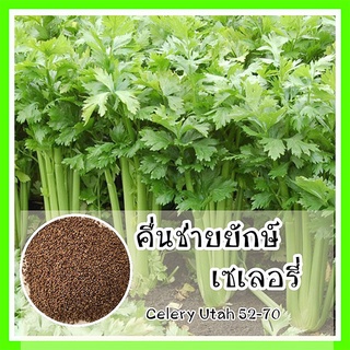 พร้อมส่ง  รหัส 007 เมล็ดพันธุ์ OP แท้ เมล็ดพันธุ์แท้ เซเลอรี่ คื่นฉ่ายยักษ์ คื่นฉ่ายฝรั่ง 50 เมล็ด (ไม่ใช่พืชที่มีชีวิต)