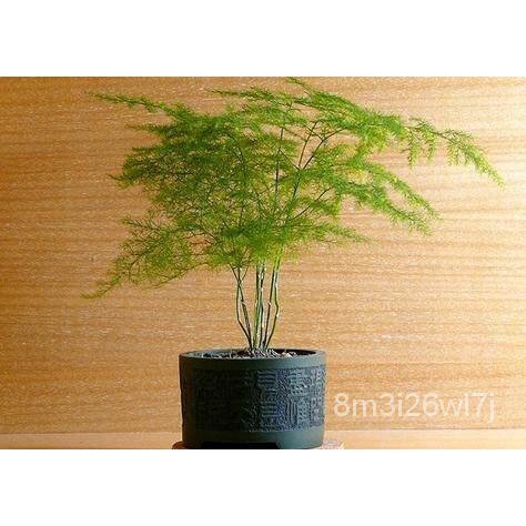 เมล็ดพันธุ์-ถูก-คละ-ปลูกง่าย-ปลูกได้ทั่วไทย-ของแท้-100-เมล็ดพันธุ์-asparagus-fern-tree-seeds-50pcs-ต้นไม้-ต้นไม-0ylk