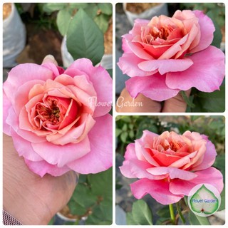 Flower Garden F558 กุหลาบ MIYABI (มิยาบิ) ดอกหอม กลีบสีส้มไล่ชมพู  (ติดดอก) แบบถุง พร้อมส่ง