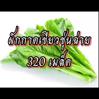 เมล็ดผักกาดเขียวขุ่นฉ่าย เมล็ดผักสวนครัว เมล็ดผัก5บาท