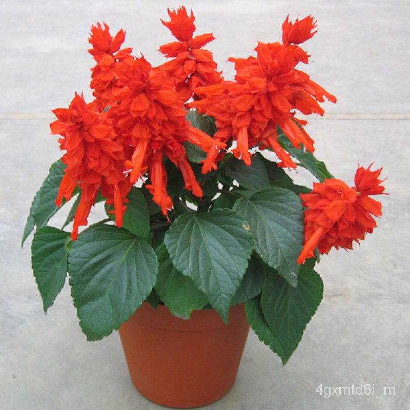 เมล็ดพันธุ์-ดอกซัลเวียช่อโปร่ง-สีแดง-salvia-splendens-flower-seeds-บรรจุ-100-เมล็ด-คุณภาพดี-ต้นดอกไม้ส-เมล็ดนำเข้า-คละสี