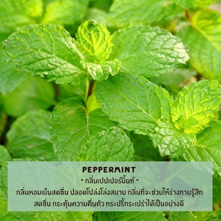 หัวน้ำหอม กลิ่นเปปเปอร์มิ้นท์ (Peppermint Essential Oil) หัวน้ำหอมทำเทียน